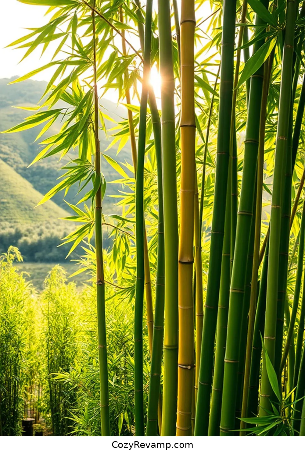 Why Is Bamboo an Ideal Material for Industrial Nursery Construction? 6 Carbon Sequestration Benefits of Bamboo for Why Is Bamboo an Ideal Material for Industrial Nursery Construction?